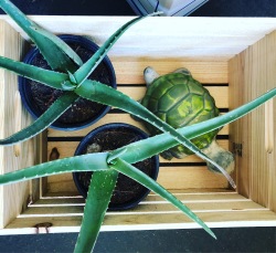 Plants and ceramic pet turtle ready for my big move